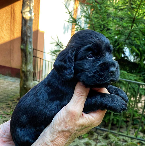 szczeni�ta puppies cocker spaniel ricci club