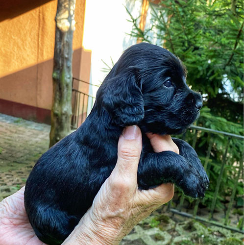 szczeni�ta puppies cocker spaniel ricci club
