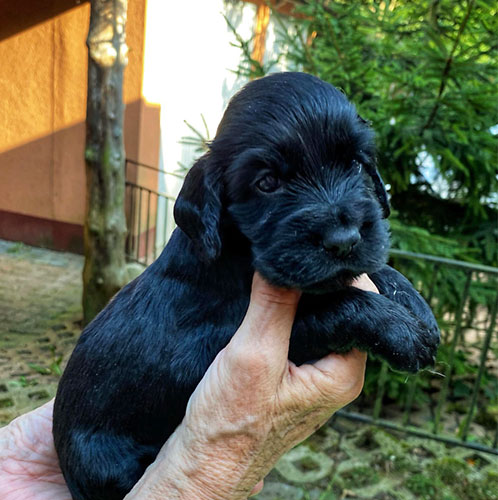 szczeni�ta puppies cocker spaniel ricci club