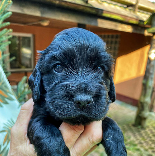 szczeni�ta puppies cocker spaniel ricci club