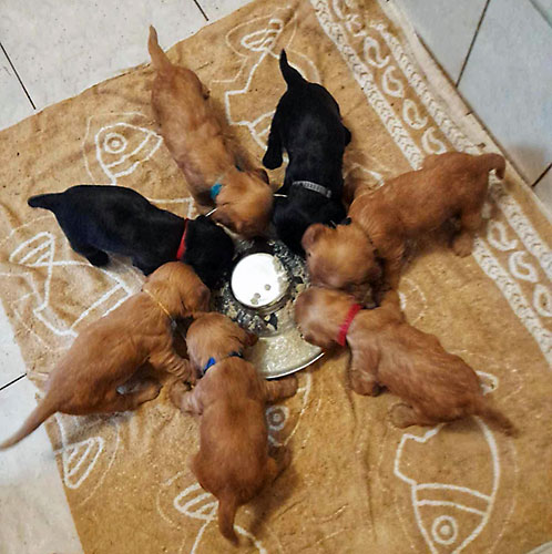 szczeni�ta puppies cocker spaniel ricci club