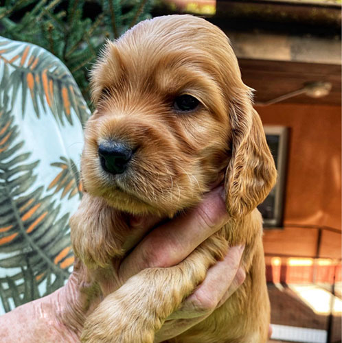 szczeni�ta puppies cocker spaniel ricci club