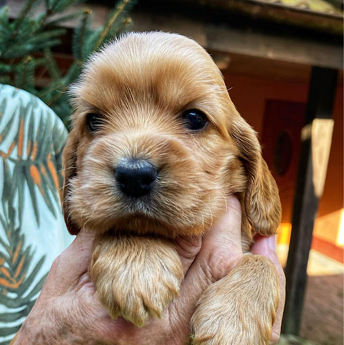 szczeni�ta puppies cocker spaniel ricci club