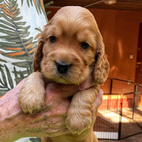 szczeni�ta puppies cocker spaniel ricci club