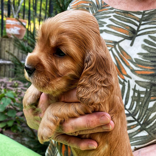 szczeni�ta puppies cocker spaniel ricci club