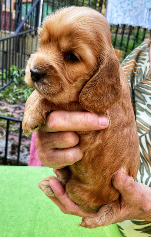 szczeni�ta puppies cocker spaniel ricci club