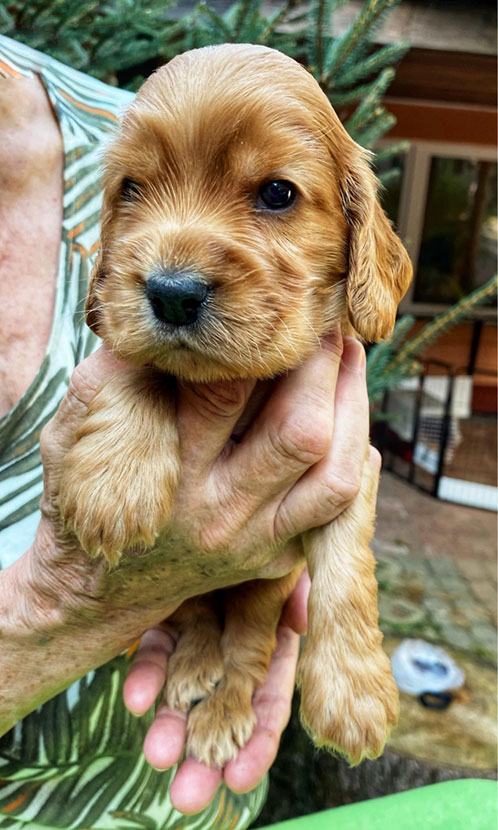 szczeni�ta puppies cocker spaniel ricci club