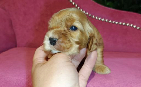 angielski cocker spaniel hodowla ricci club