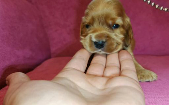 angielski cocker spaniel hodowla ricci club