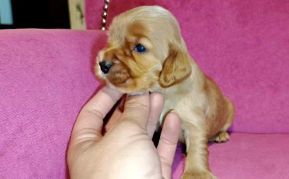 angielski cocker spaniel hodowla ricci club