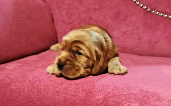 angielski cocker spaniel hodowla ricci club