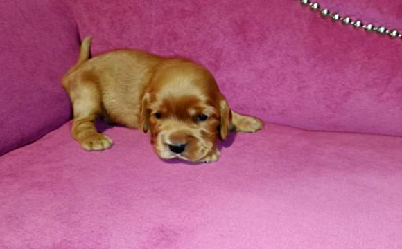 angielski cocker spaniel hodowla ricci club