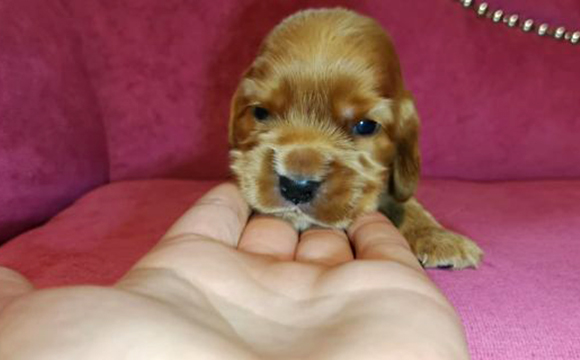 angielski cocker spaniel hodowla ricci club