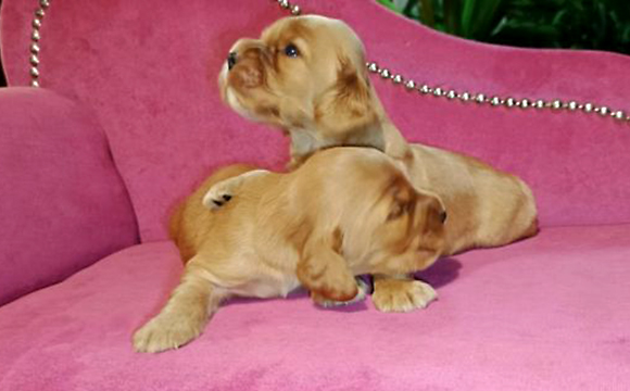 angielski cocker spaniel hodowla ricci club