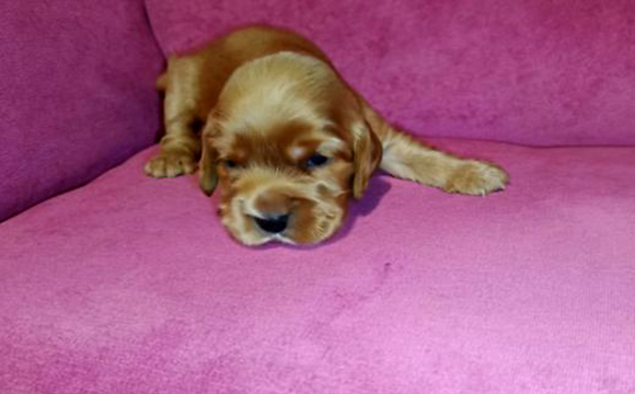 angielski cocker spaniel hodowla ricci club