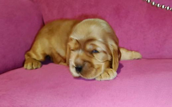 angielski cocker spaniel hodowla ricci club