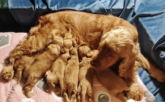 angielski cocker spaniel hodowla ricci club